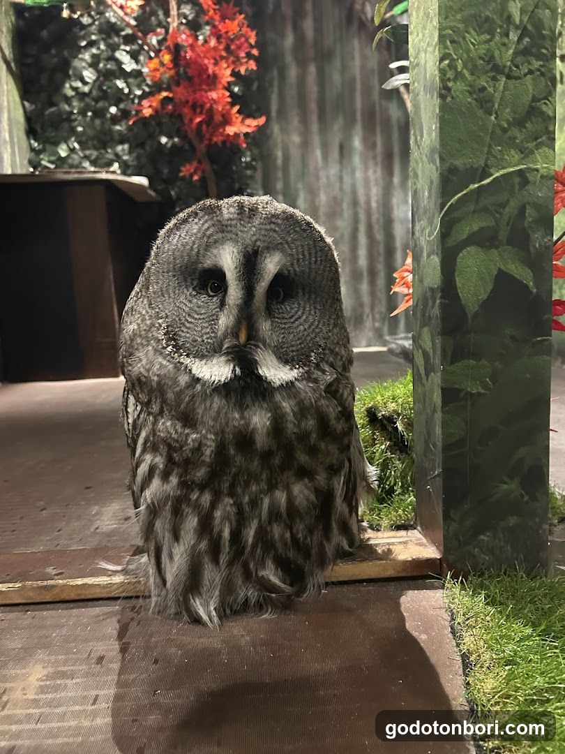 大阪フクロウの森