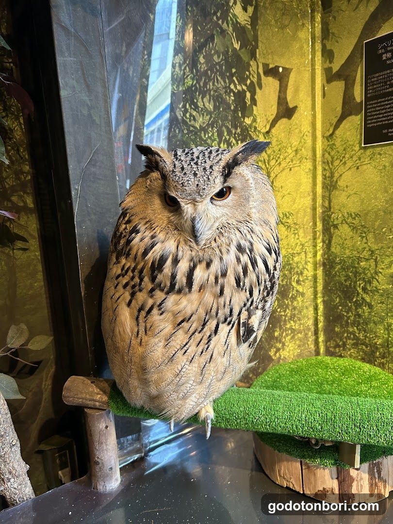 大阪フクロウの森