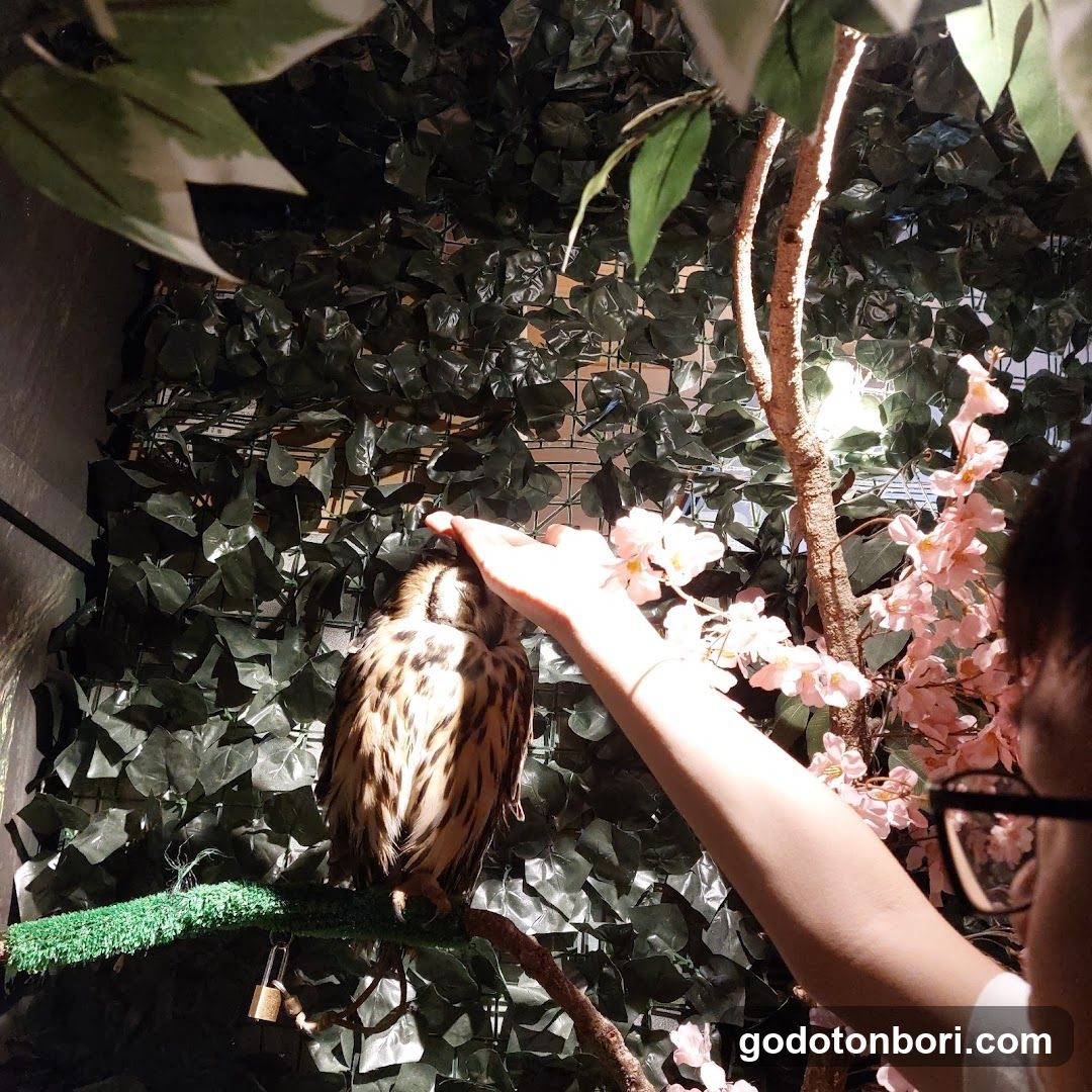 大阪フクロウの森