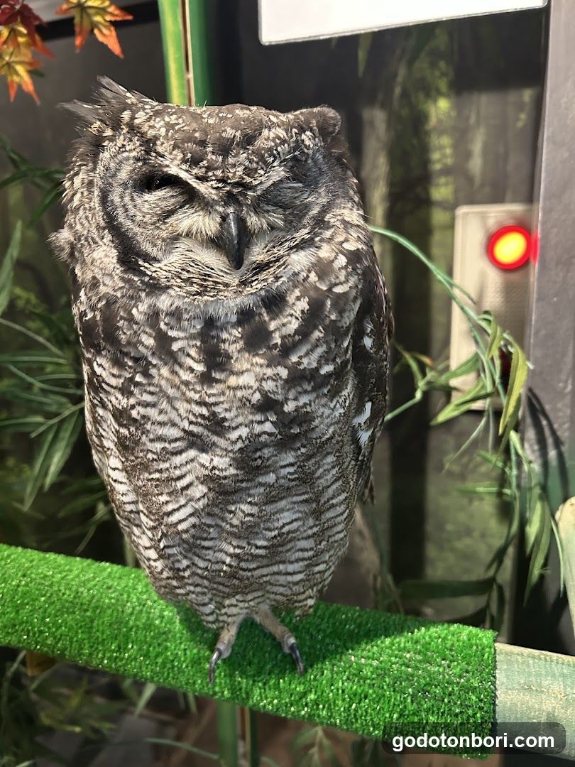 大阪フクロウの森