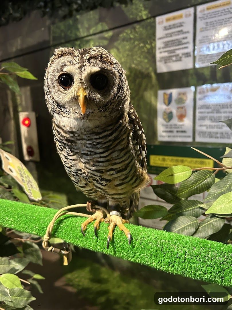 大阪フクロウの森