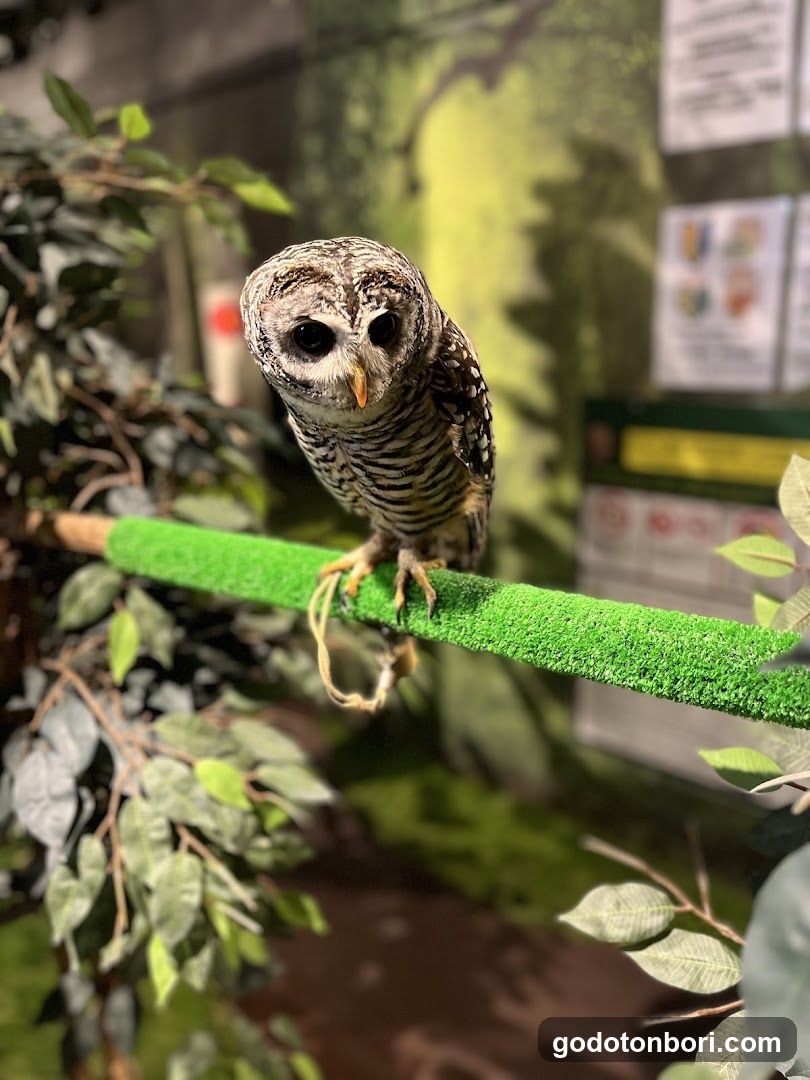 大阪フクロウの森