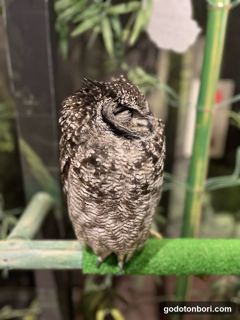 大阪フクロウの森