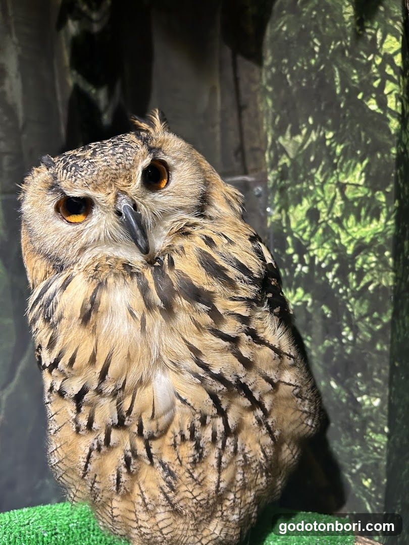大阪フクロウの森