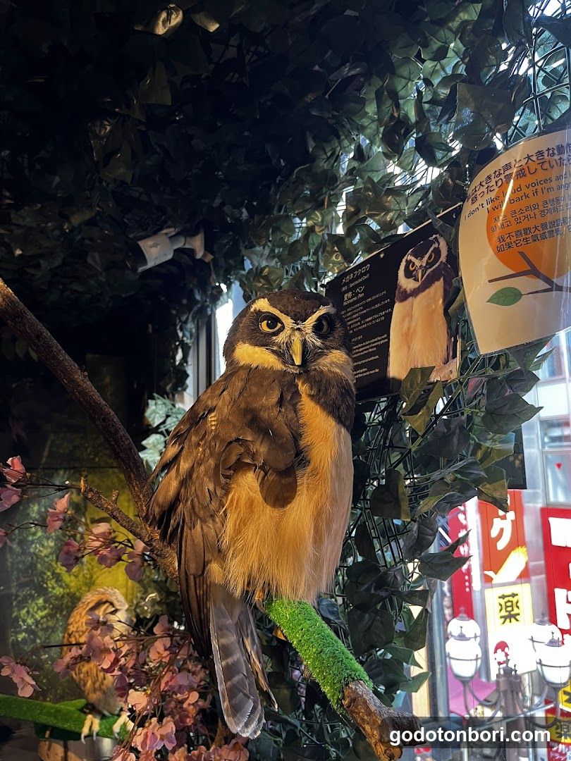 大阪フクロウの森