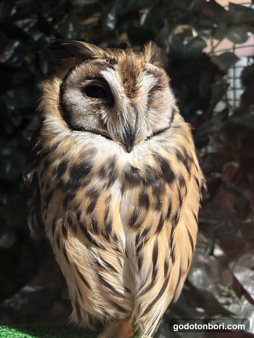 大阪フクロウの森