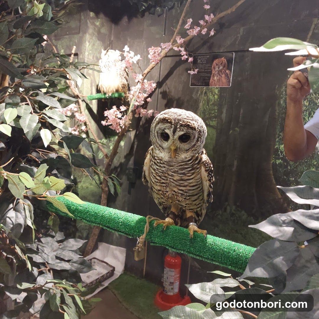 大阪フクロウの森