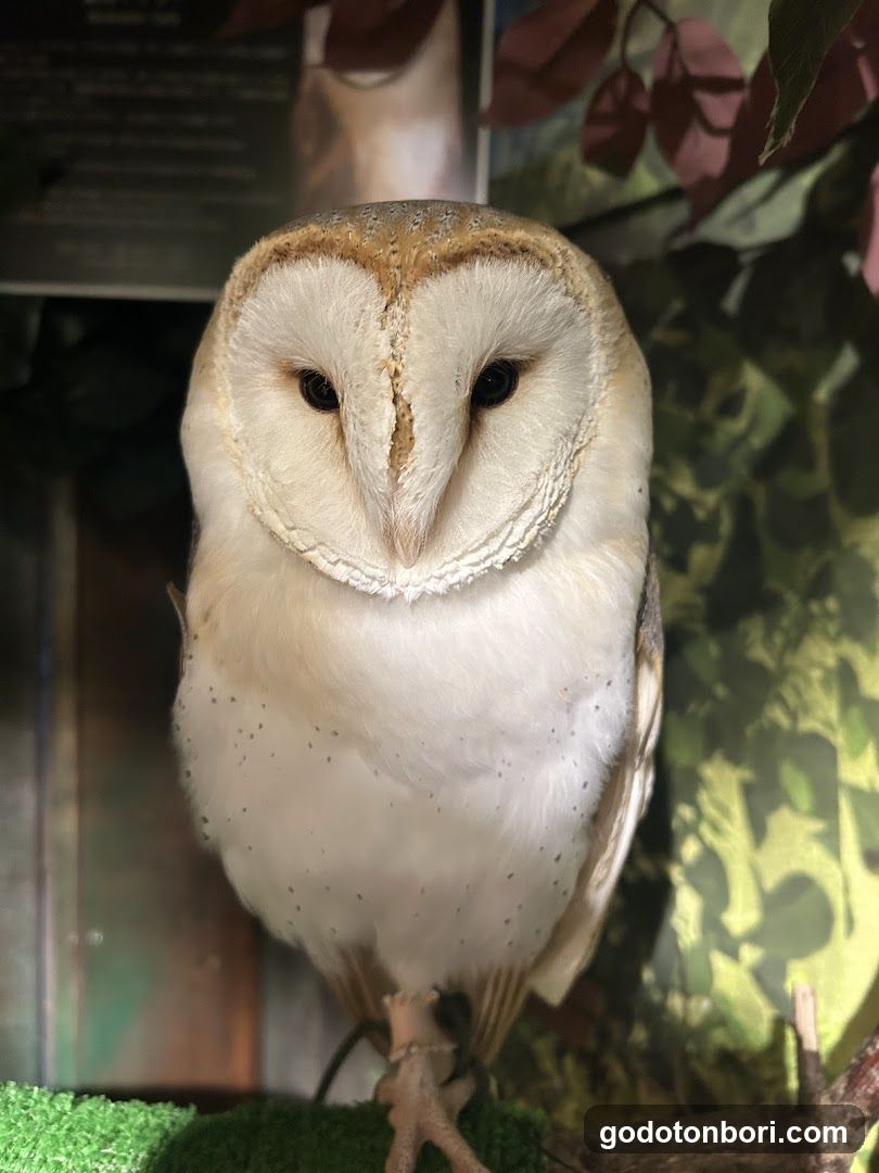 大阪フクロウの森