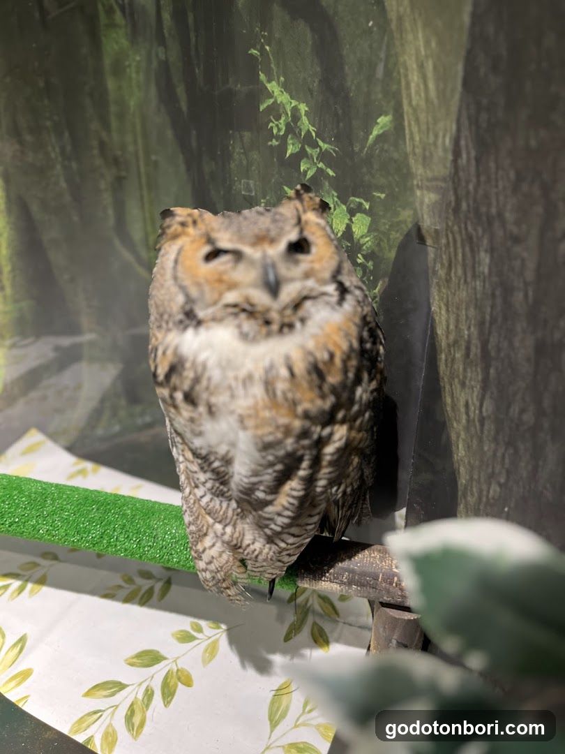 大阪フクロウの森