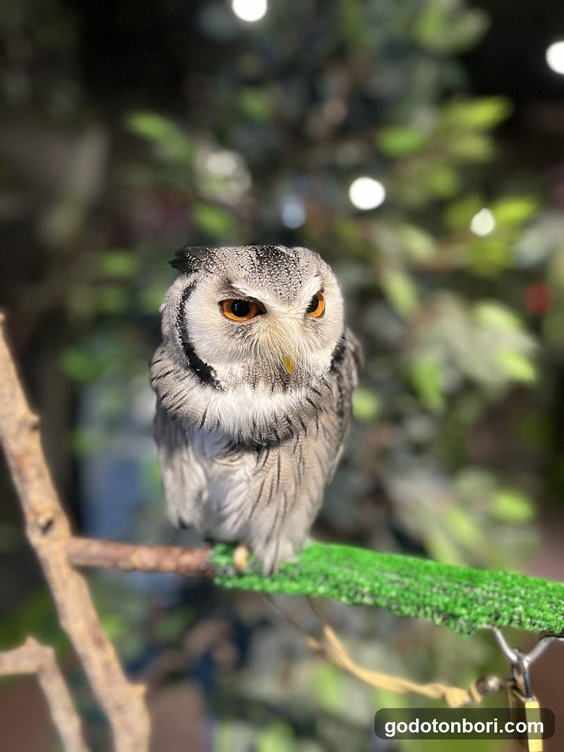 大阪フクロウの森