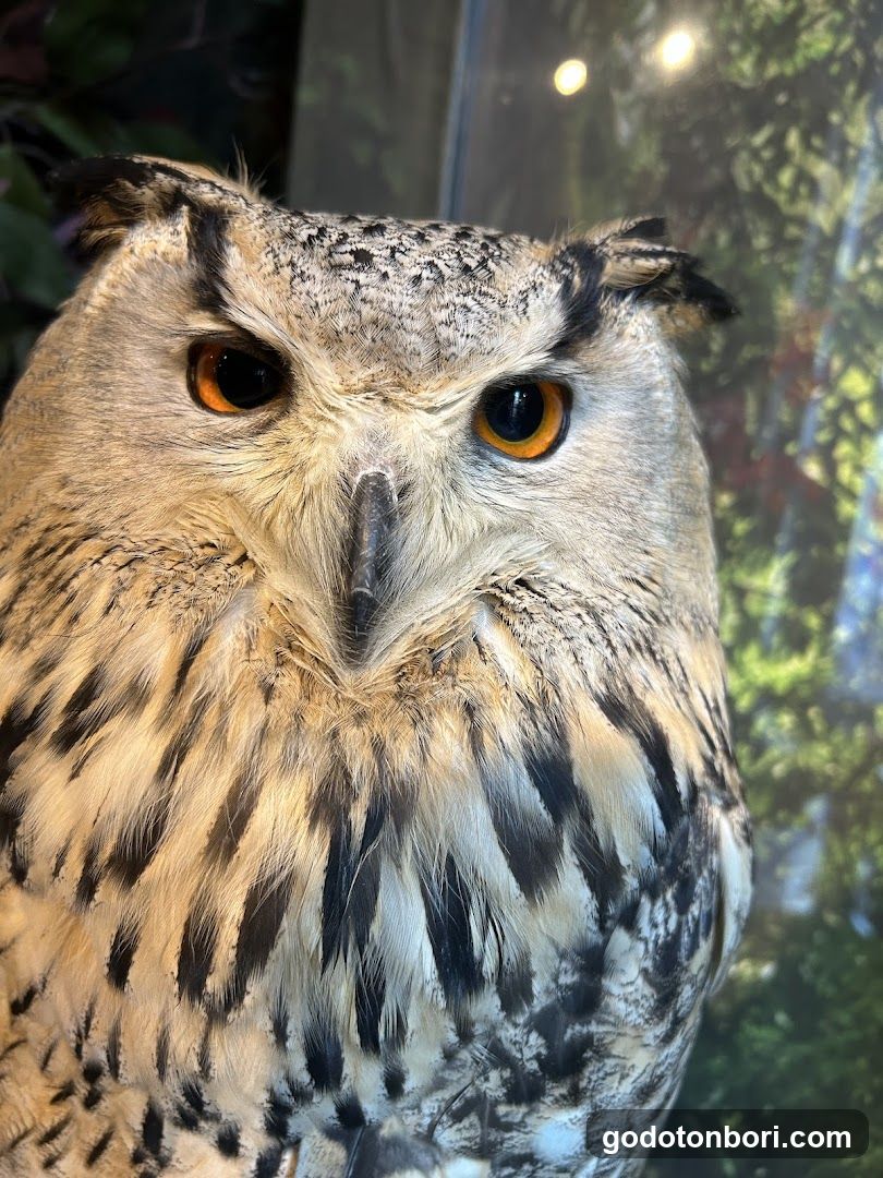 大阪フクロウの森