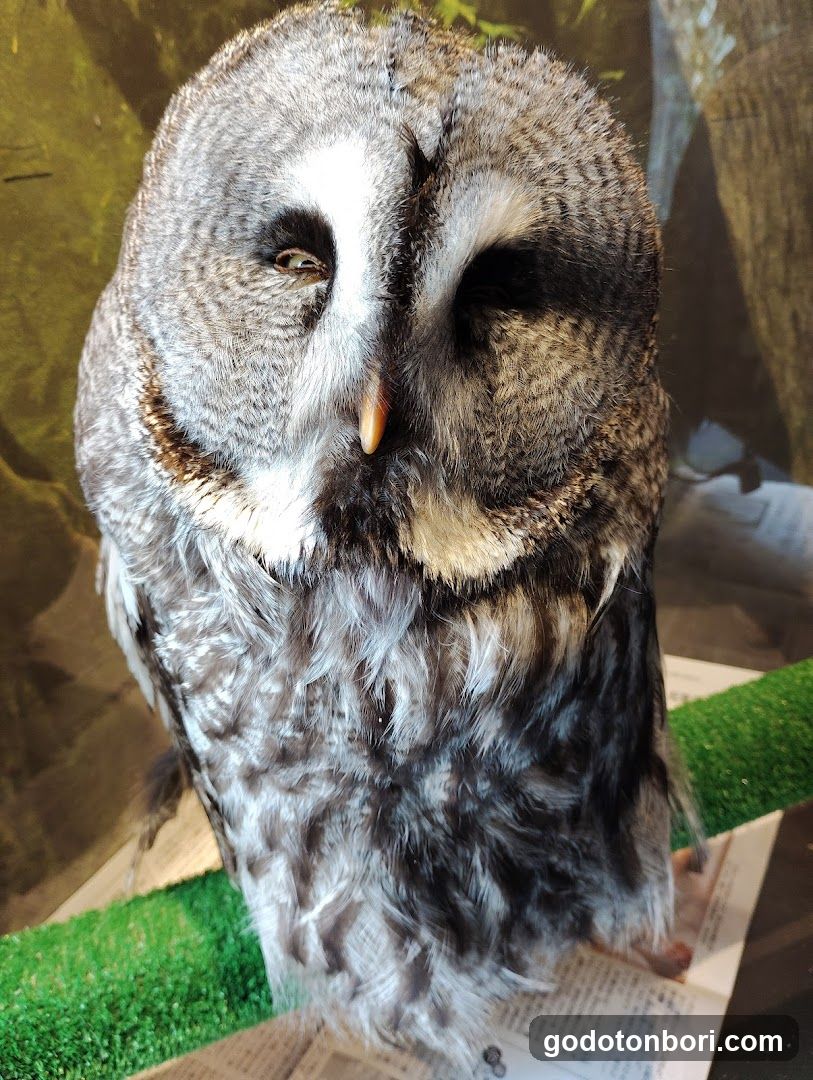 大阪フクロウの森