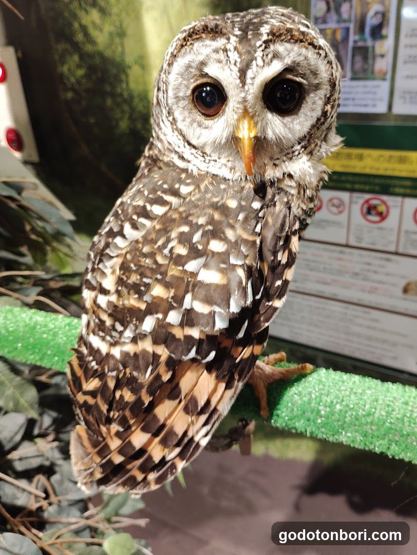大阪フクロウの森
