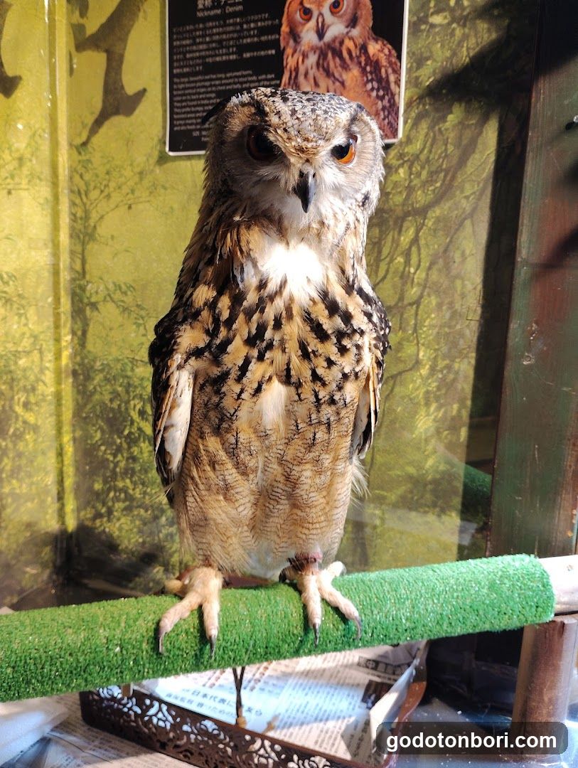 大阪フクロウの森