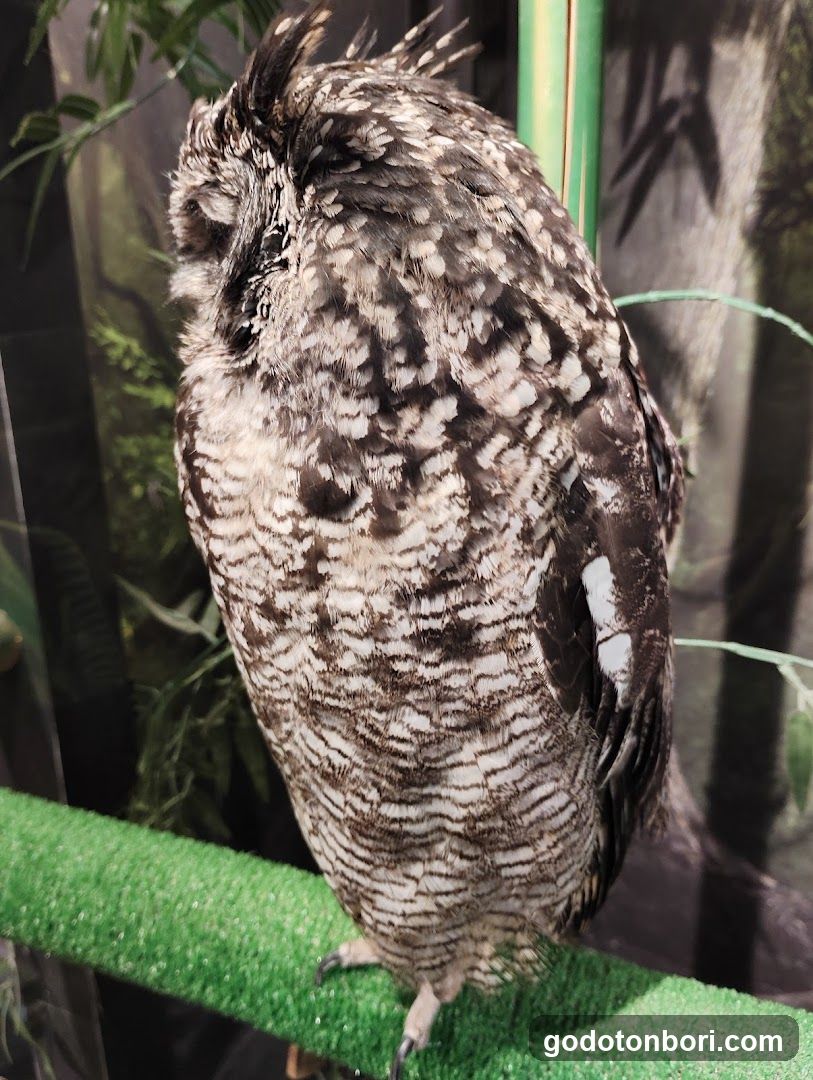 大阪フクロウの森