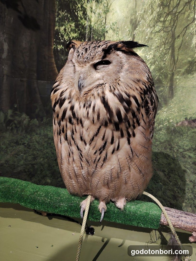 大阪フクロウの森