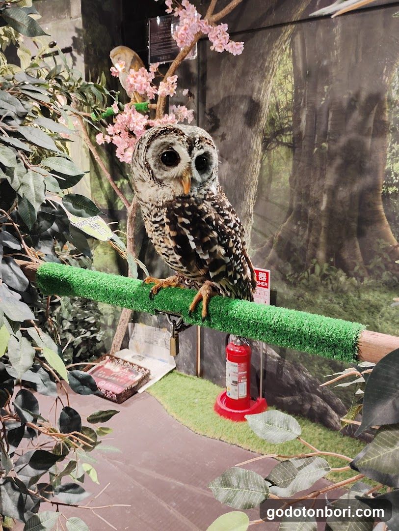 大阪フクロウの森
