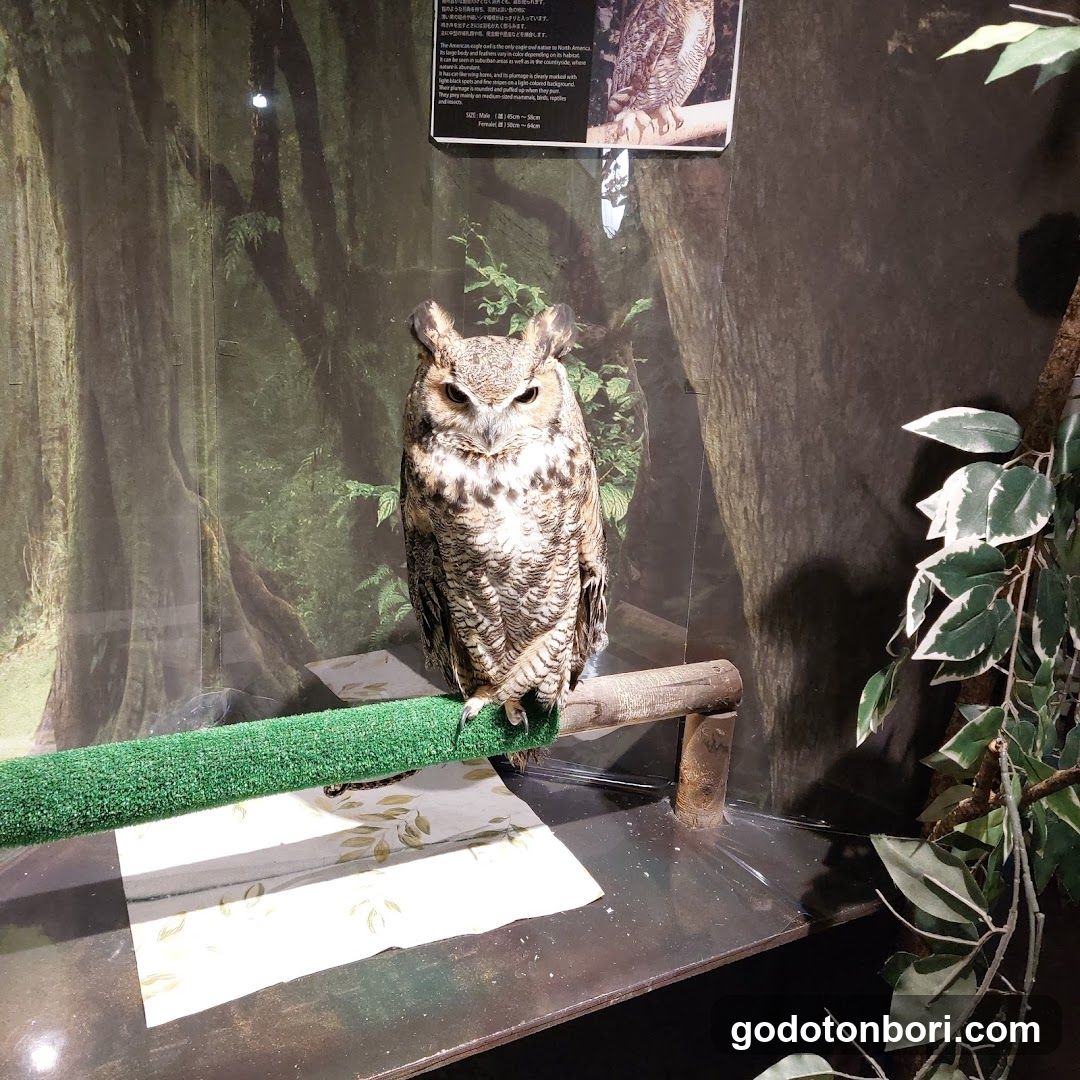 大阪フクロウの森