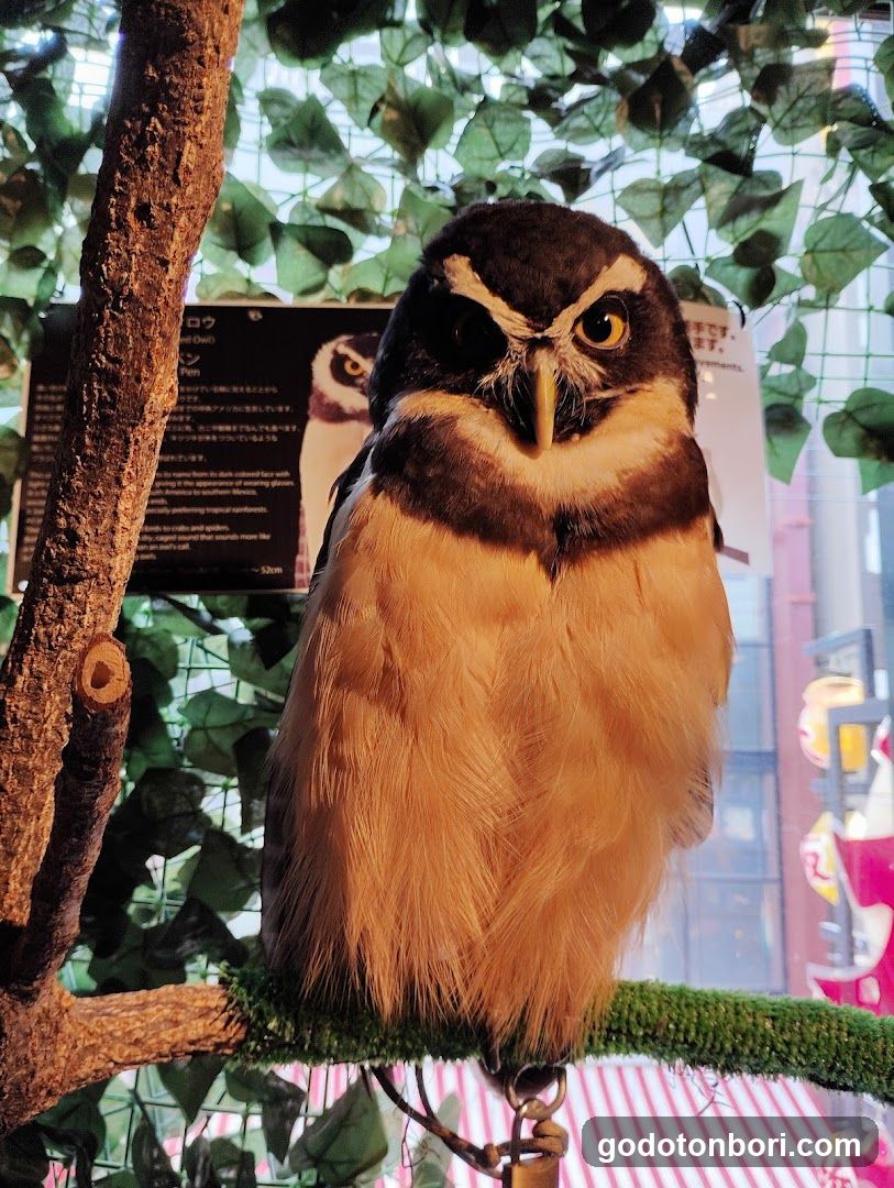 大阪フクロウの森