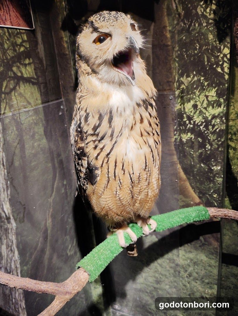 大阪フクロウの森