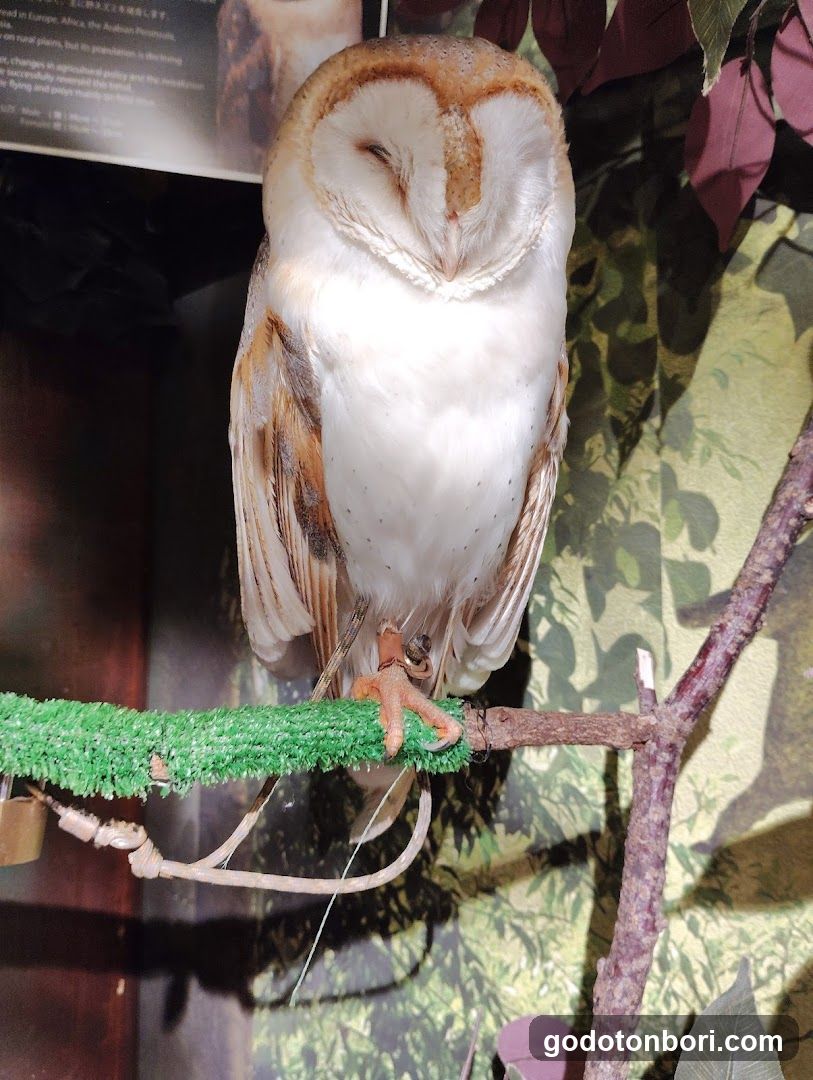 大阪フクロウの森