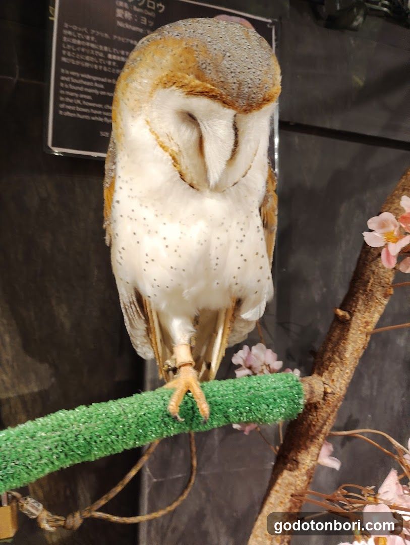 大阪フクロウの森