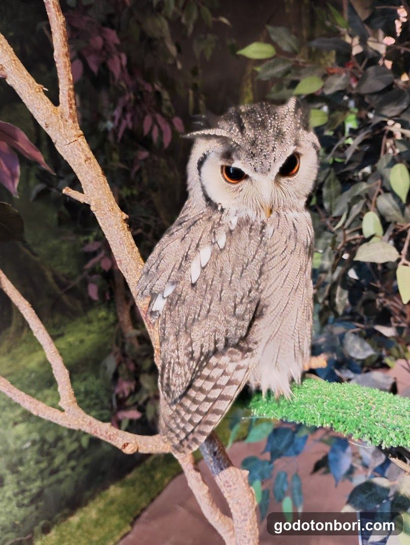 大阪フクロウの森