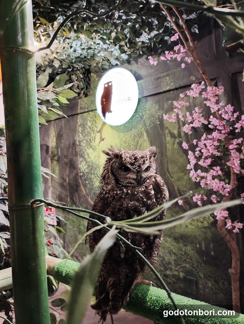 大阪フクロウの森