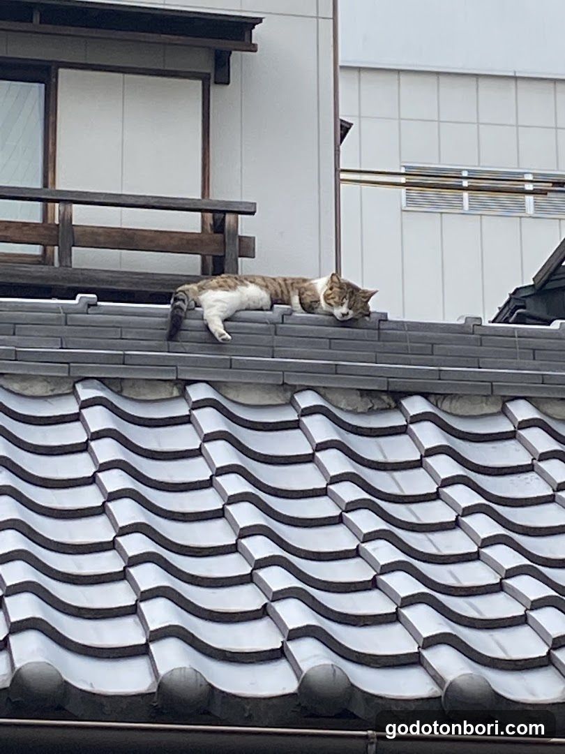 法善寺 金毘羅天王