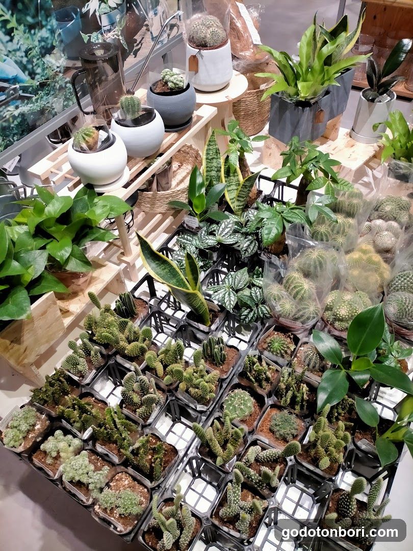 DAISO