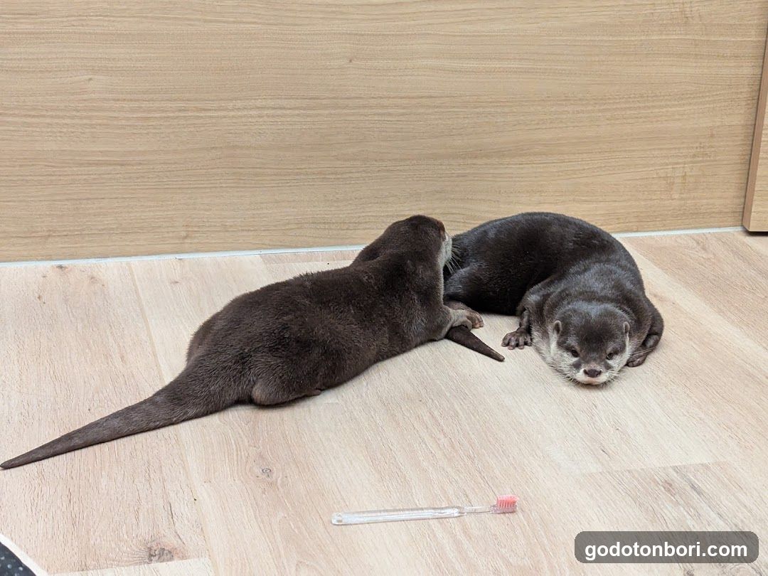 LOUTRE(ルートル)大阪千日前店
