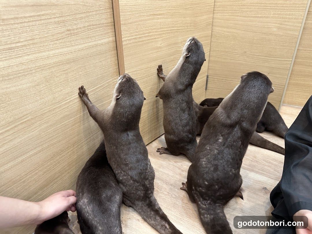 LOUTRE(ルートル)大阪千日前店