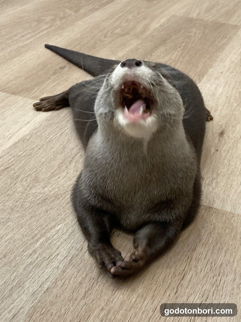 LOUTRE(ルートル)大阪千日前店