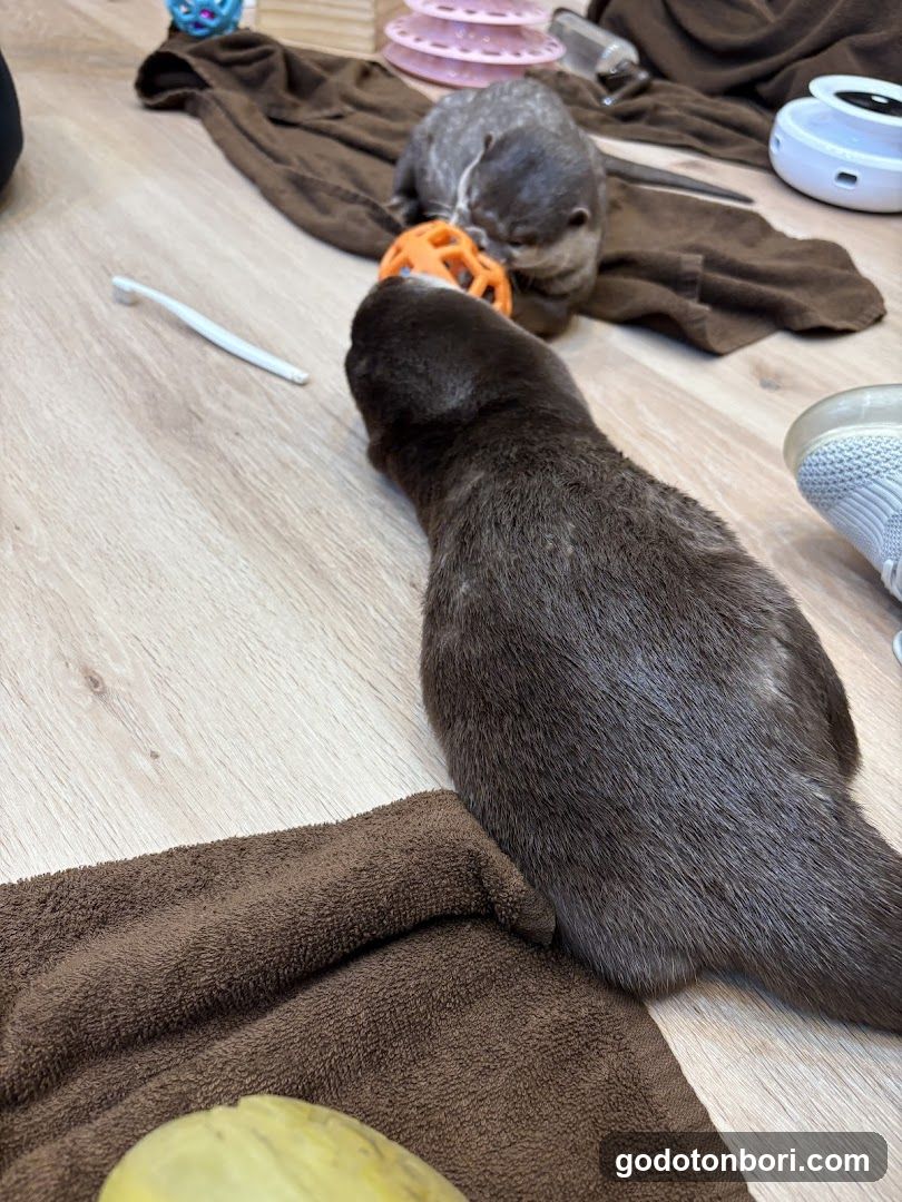 LOUTRE(ルートル)大阪千日前店