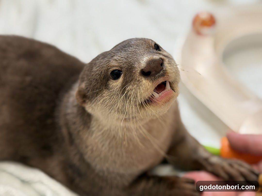 LOUTRE(ルートル)大阪千日前店
