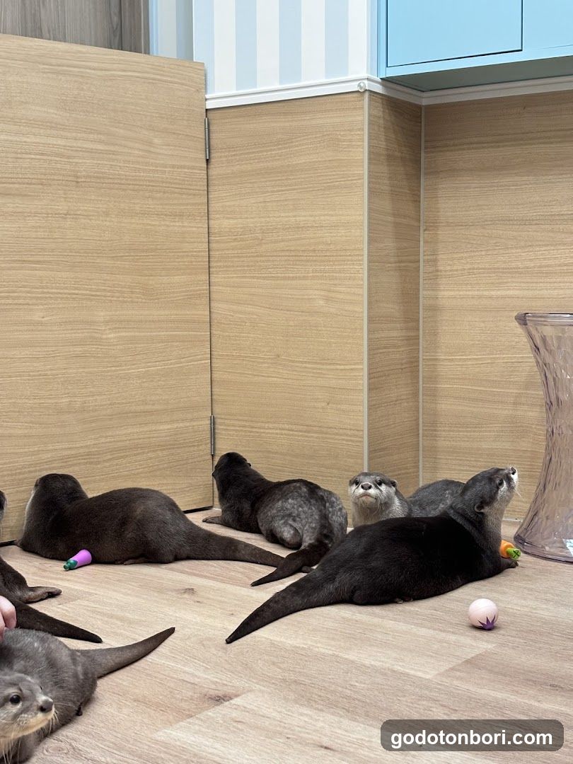 LOUTRE(ルートル)大阪千日前店