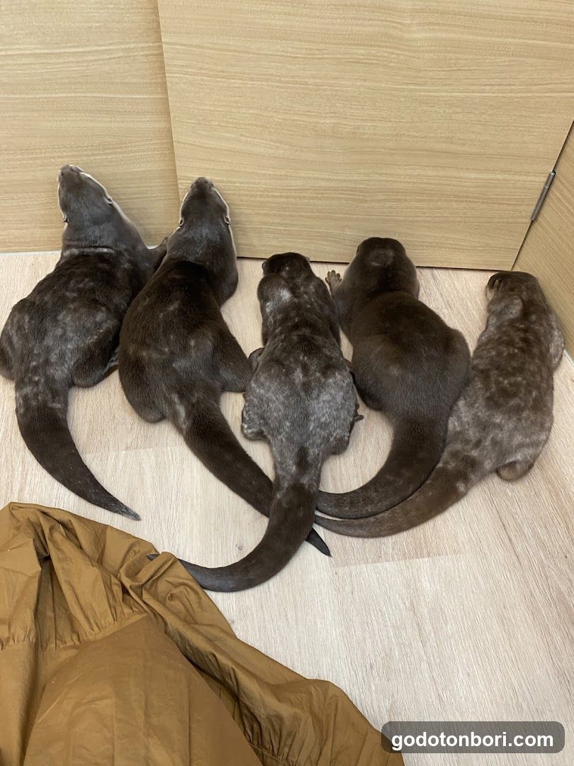 LOUTRE(ルートル)大阪千日前店