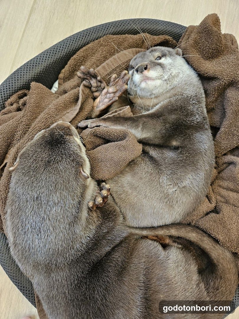 LOUTRE(ルートル)大阪千日前店