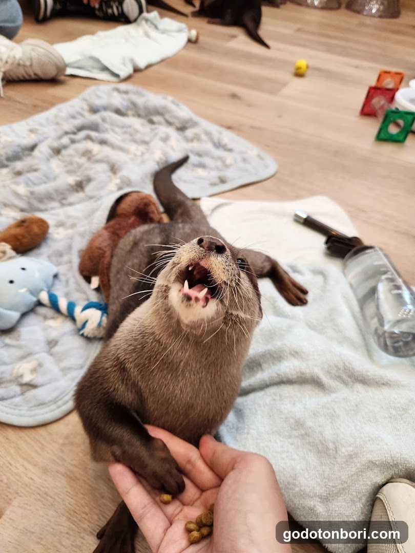 LOUTRE(ルートル)大阪千日前店