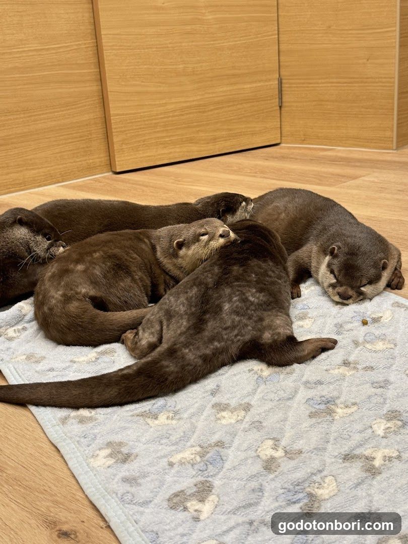 LOUTRE(ルートル)大阪千日前店