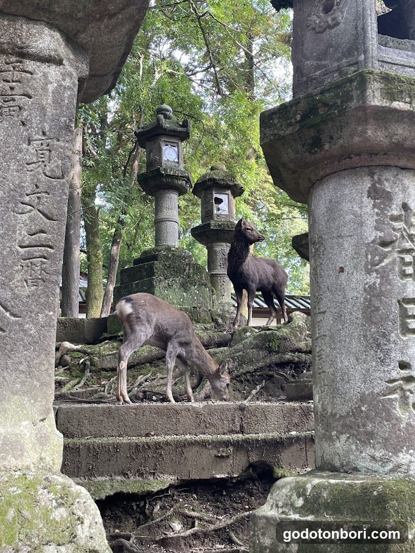 Osaka , Kyoto & Nara Private Tours